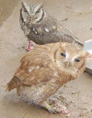 Tropical Screech-Owl